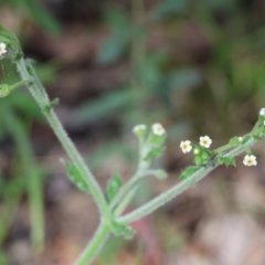 Hackelia suaveolens at Chiltern, VIC - 29 Oct 2023