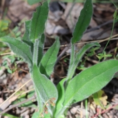 Hackelia suaveolens at Chiltern, VIC - 29 Oct 2023