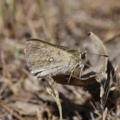 Trapezites luteus (Yellow Ochre, Rare White-spot Skipper) at Tuggeranong, ACT - 31 Oct 2023 by RomanSoroka