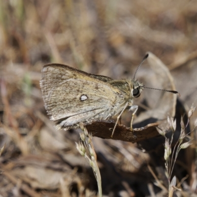 Trapezites luteus (Yellow Ochre, Rare White-spot Skipper) at Tuggeranong, ACT - 31 Oct 2023 by RomanSoroka