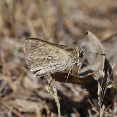 Trapezites luteus (Yellow Ochre, Rare White-spot Skipper) at Melrose - 31 Oct 2023 by roman_soroka