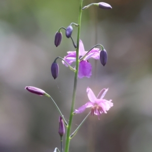 Arthropodium strictum at Chiltern, VIC - 29 Oct 2023