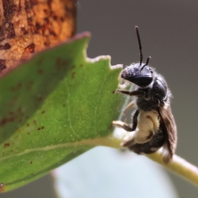 Unidentified Bee (Hymenoptera, Apiformes) at Chiltern-Mt Pilot National Park - 28 Oct 2023 by KylieWaldon