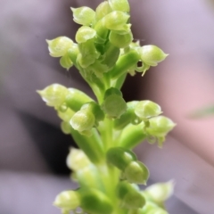 Microtis unifolia (Common Onion Orchid) at Chiltern, VIC - 29 Oct 2023 by KylieWaldon