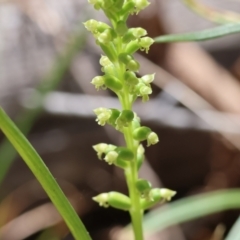 Microtis unifolia at Chiltern, VIC - 29 Oct 2023