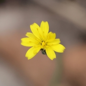 Hypochaeris glabra at Beechworth, VIC - 29 Oct 2023