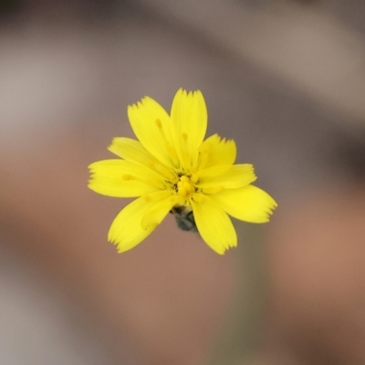 Hypochaeris glabra (Smooth Catsear) at Beechworth, VIC - 29 Oct 2023 by KylieWaldon