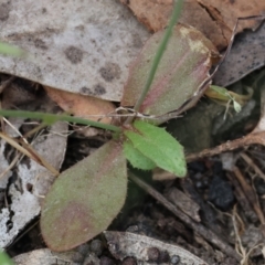 Hypochaeris glabra at Beechworth, VIC - 29 Oct 2023 09:46 AM