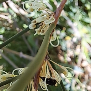 Mordella sp. (genus) at Watson, ACT - 10 Oct 2023