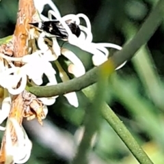 Mordella sp. (genus) at Watson, ACT - 10 Oct 2023