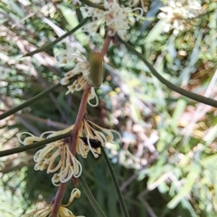 Mordella sp. (genus) at Watson, ACT - 10 Oct 2023