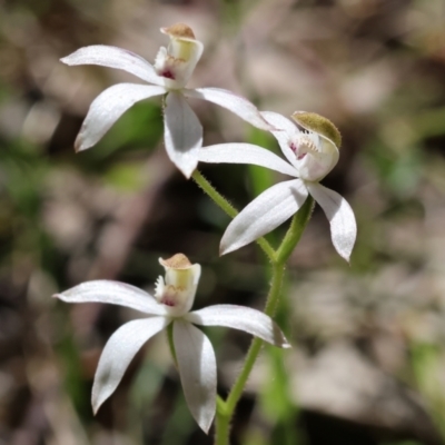 Caladenia moschata (Musky Caps) at Chiltern-Mt Pilot National Park - 28 Oct 2023 by KylieWaldon