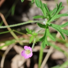 Geranium retrorsum (Grassland Cranesbill) at Chiltern, VIC - 29 Oct 2023 by KylieWaldon