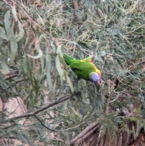 Trichoglossus moluccanus at Eltham, VIC - 28 Oct 2023