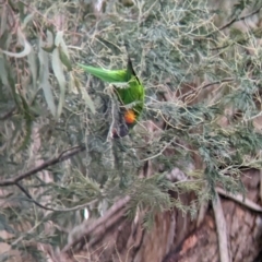 Trichoglossus moluccanus at Eltham, VIC - 28 Oct 2023