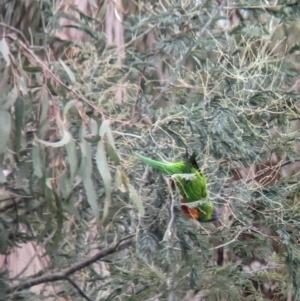 Trichoglossus moluccanus at Eltham, VIC - 28 Oct 2023