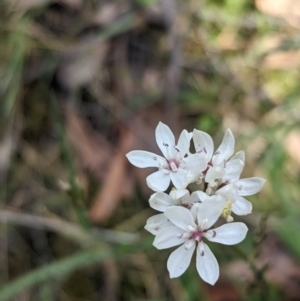 Burchardia umbellata at Yellingbo, VIC - 28 Oct 2023