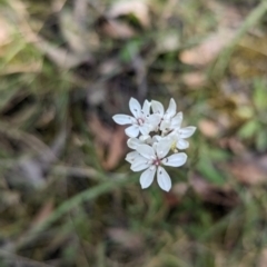 Burchardia umbellata at Yellingbo, VIC - suppressed