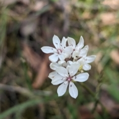 Burchardia umbellata at Yellingbo, VIC - 28 Oct 2023