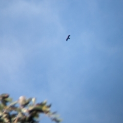 Aquila audax at Yellingbo, VIC - suppressed