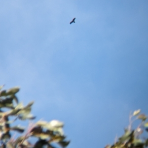 Aquila audax at Yellingbo, VIC - suppressed