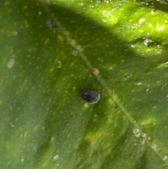 Coccinellidae (family) (Unidentified lady beetle) at Aranda, ACT - 31 Oct 2023 by Jubeyjubes