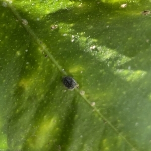 Coccinellidae (family) at Aranda, ACT - 31 Oct 2023 04:15 PM