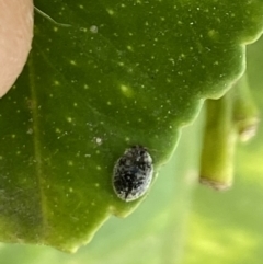 Coccinellidae (family) at Aranda, ACT - 31 Oct 2023 04:15 PM