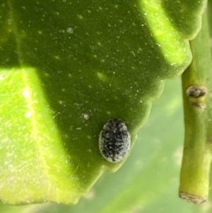 Coccinellidae (family) at Aranda, ACT - 31 Oct 2023 04:15 PM