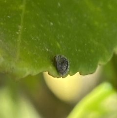 Coccinellidae (family) at Aranda, ACT - 31 Oct 2023 04:15 PM