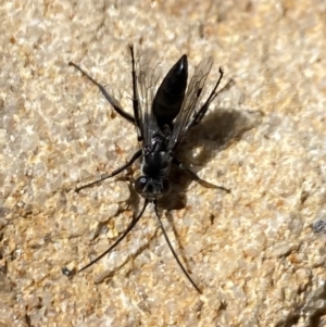 Pompilidae (family) at Aranda, ACT - 31 Oct 2023 02:32 PM