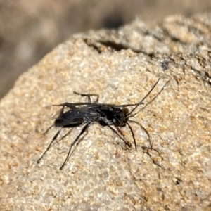 Pompilidae (family) at Aranda, ACT - 31 Oct 2023