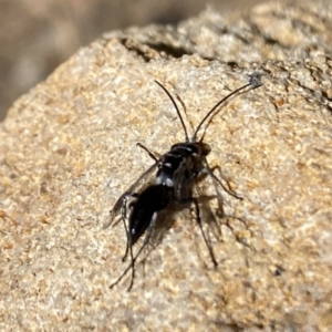 Pompilidae (family) at Aranda, ACT - 31 Oct 2023