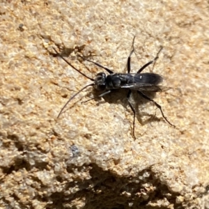 Pompilidae (family) at Aranda, ACT - 31 Oct 2023