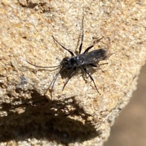 Pompilidae (family) at Aranda, ACT - 31 Oct 2023 02:32 PM