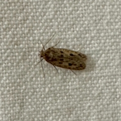 Hofmannophila pseudospretella (Brown House Moth) at Aranda, ACT - 31 Oct 2023 by KMcCue