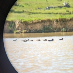 Chenonetta jubata (Australian Wood Duck) at Yellingbo, VIC - 28 Oct 2023 by Darcy