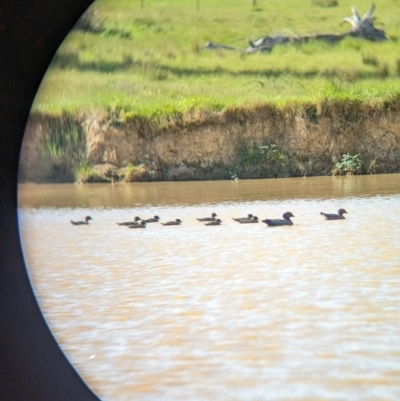 Chenonetta jubata (Australian Wood Duck) at Yellingbo, VIC - 28 Oct 2023 by Darcy