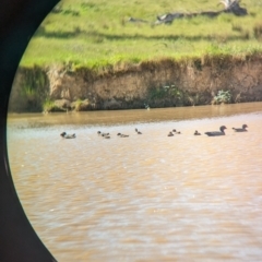 Chenonetta jubata at Yellingbo, VIC - suppressed