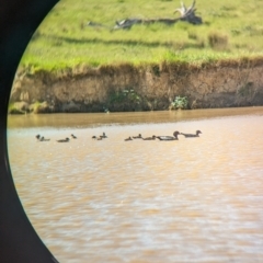 Chenonetta jubata at Yellingbo, VIC - suppressed