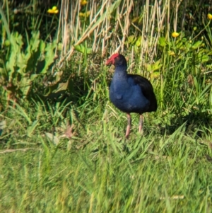 Porphyrio melanotus at Lilydale, VIC - 28 Oct 2023 05:54 PM