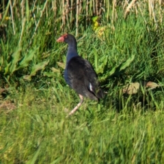 Porphyrio melanotus at Lilydale, VIC - 28 Oct 2023 05:54 PM