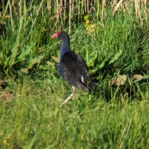 Porphyrio melanotus at Lilydale, VIC - 28 Oct 2023