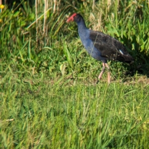 Porphyrio melanotus at Lilydale, VIC - 28 Oct 2023