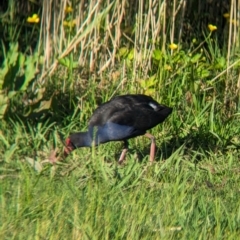 Porphyrio melanotus at Lilydale, VIC - 28 Oct 2023