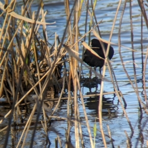 Fulica atra at Lilydale, VIC - 28 Oct 2023 06:00 PM