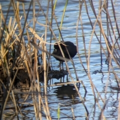 Fulica atra at Lilydale, VIC - 28 Oct 2023 06:00 PM
