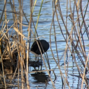 Fulica atra at Lilydale, VIC - 28 Oct 2023 06:00 PM