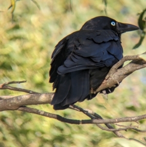 Corvus mellori at Lilydale, VIC - 28 Oct 2023 06:13 PM