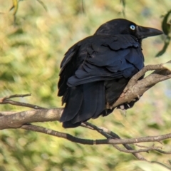 Corvus mellori (Little Raven) at Lilydale, VIC - 28 Oct 2023 by Darcy